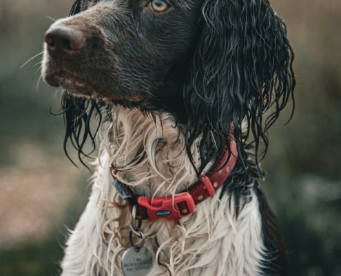 Gundog training english springer spaniel